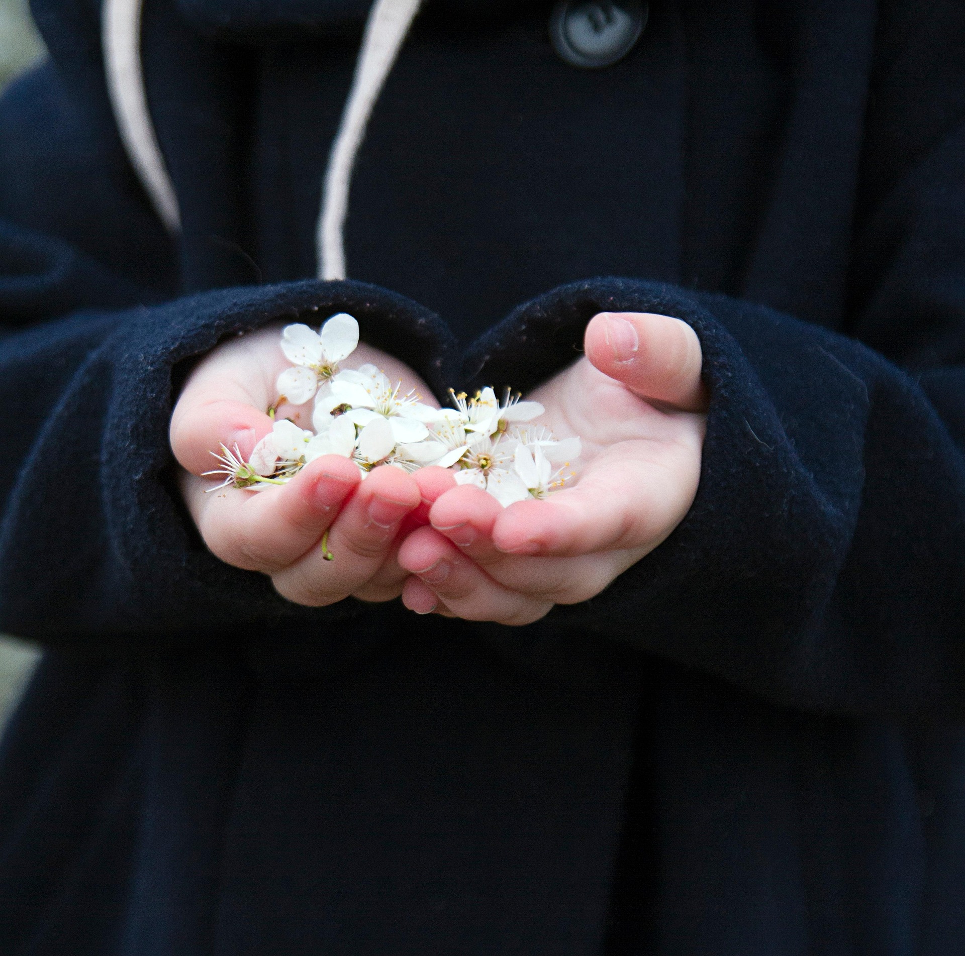 Mains d'enfant tenant délicatement des fleurs blanches
